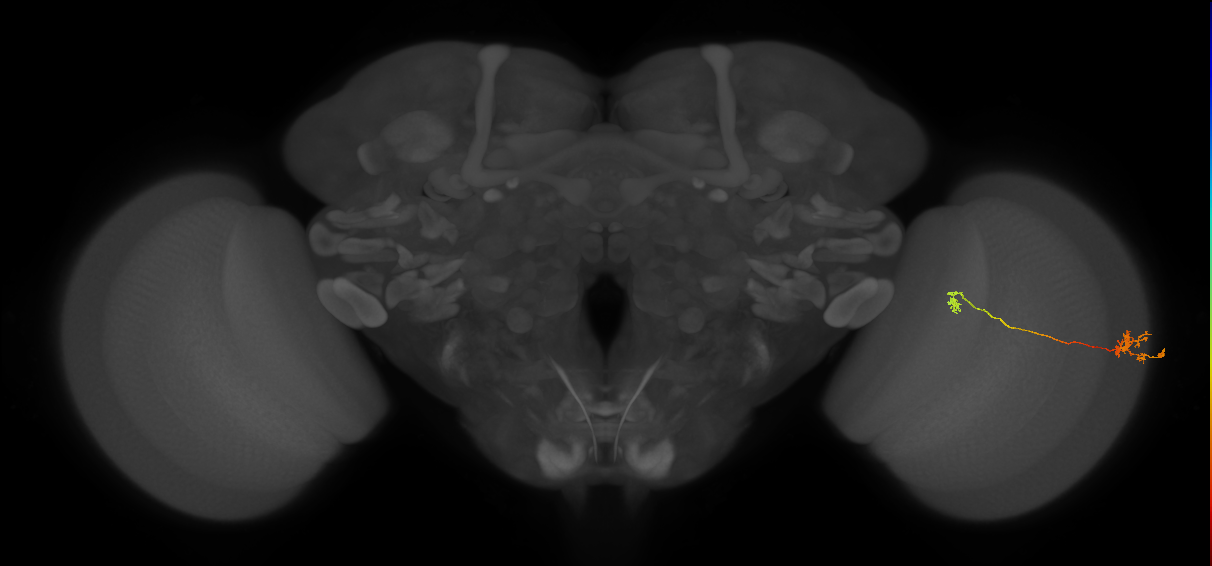 Tm29_R (MaleCNS:146611)