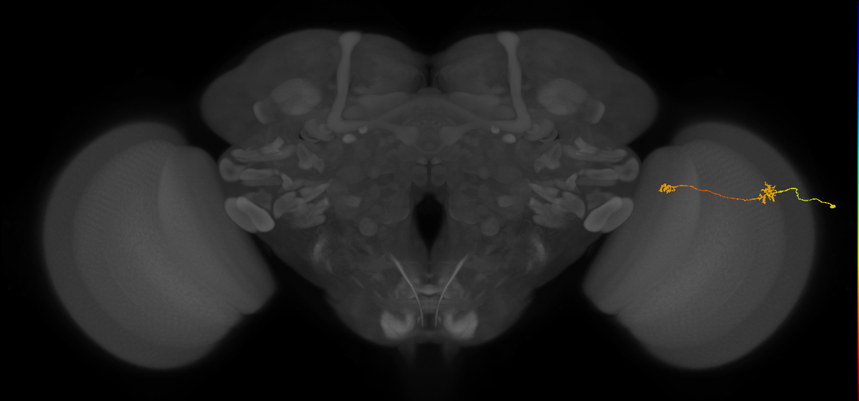 Tm29_R (MaleCNS:56292)