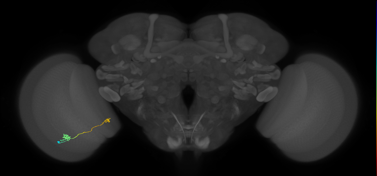 Tm29_L (MaleCNS:56514)