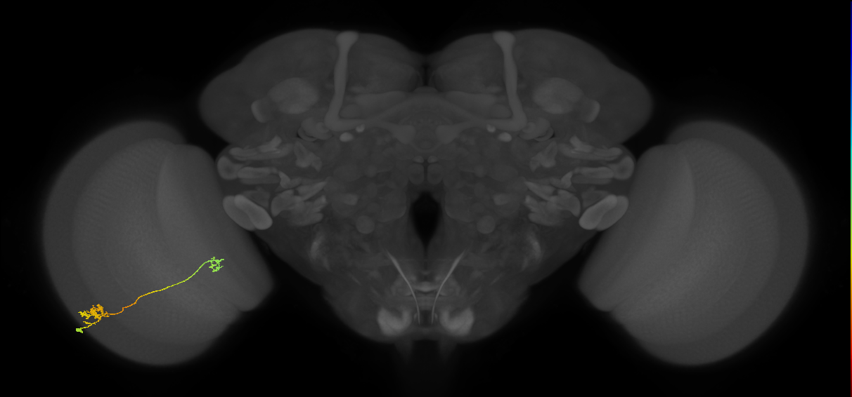 Tm29_L (MaleCNS:530246)