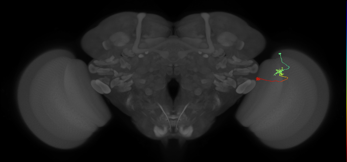 Tm29_R (MaleCNS:146051)