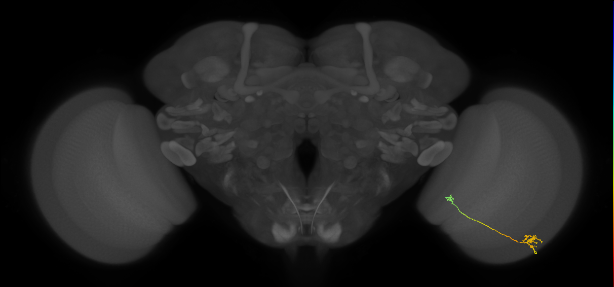 Tm29_R (MaleCNS:107909)
