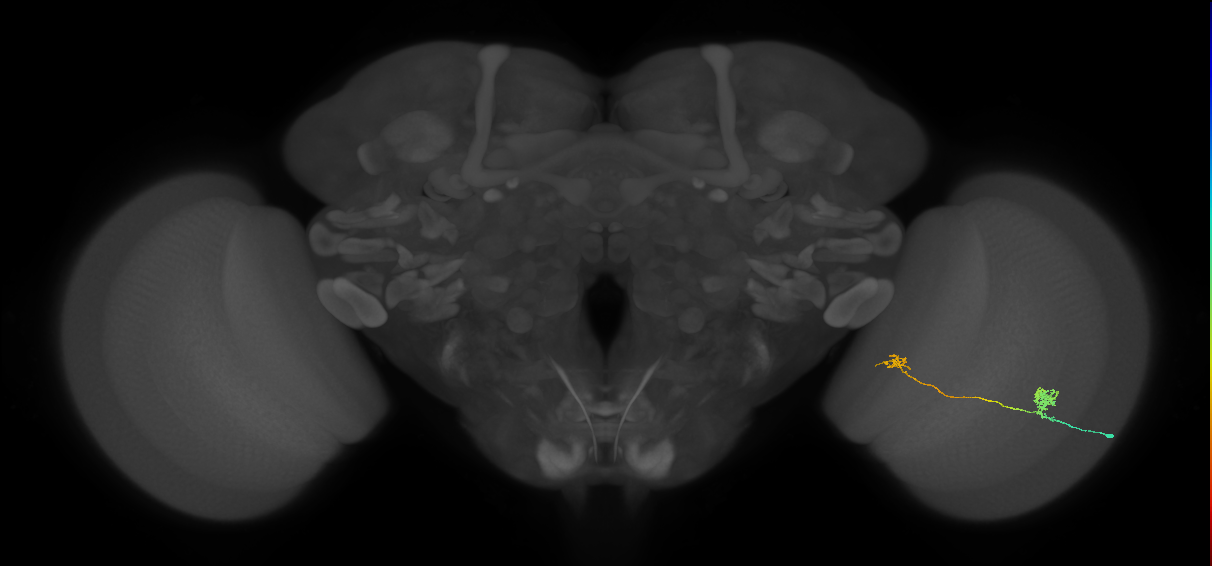 Tm29_R (MaleCNS:135477)