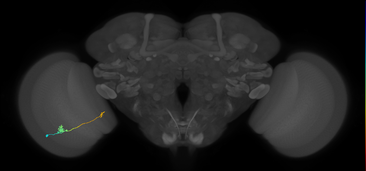 Tm29_L (MaleCNS:551709)