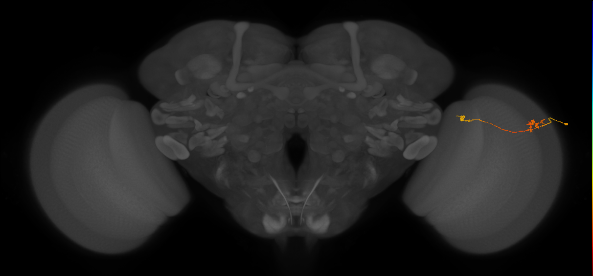 Tm29_R (MaleCNS:129417)