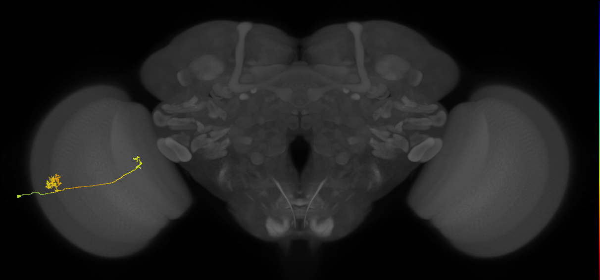 Tm29_L (MaleCNS:80628)