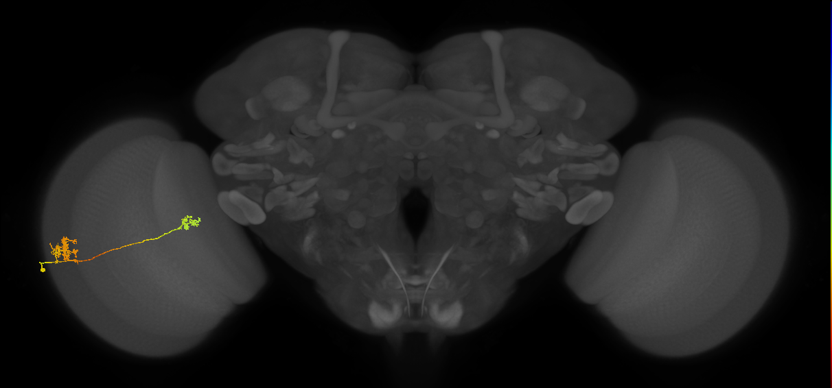 Tm29_L (MaleCNS:531517)