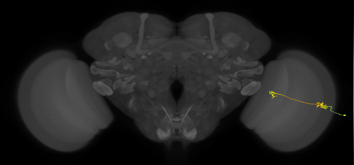 Tm29_R (MaleCNS:92551)