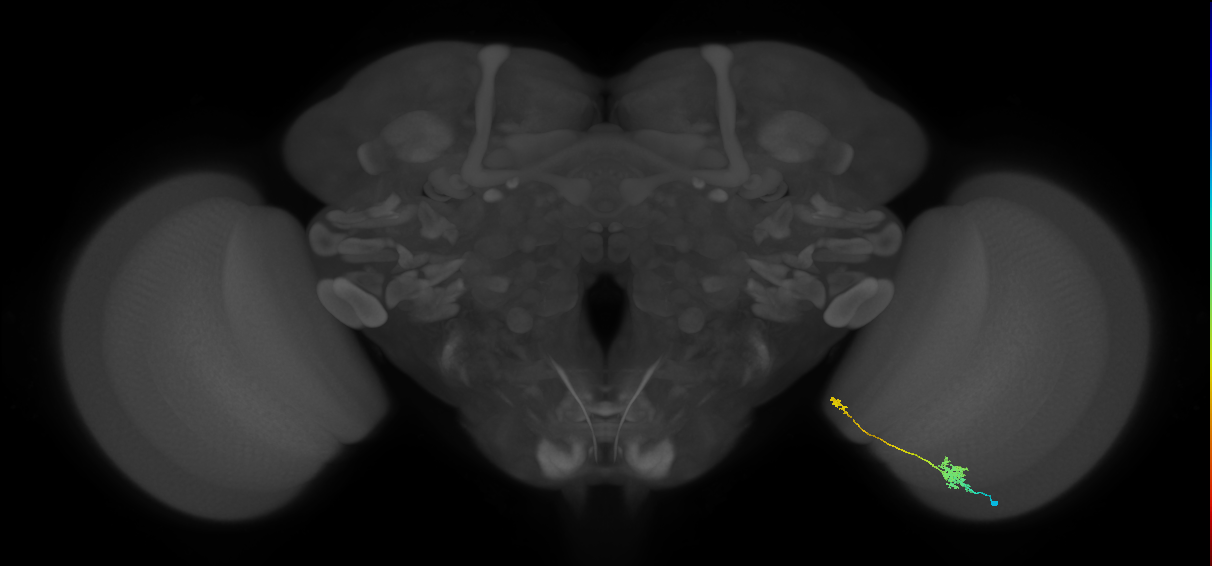 Tm29_R (MaleCNS:110696)
