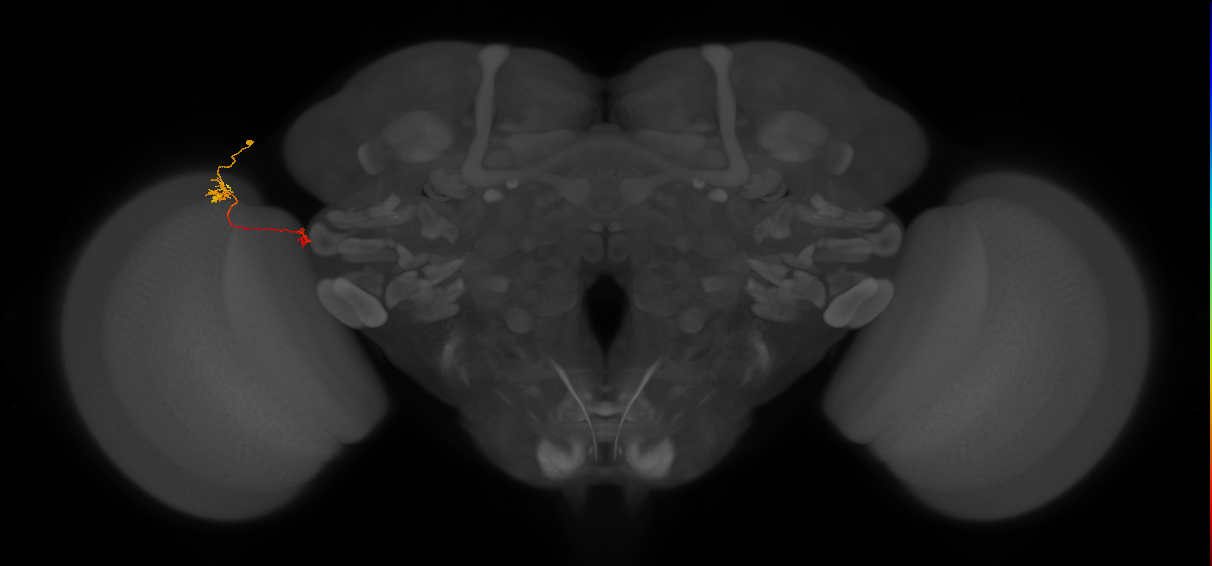 Tm29_L (MaleCNS:208538)