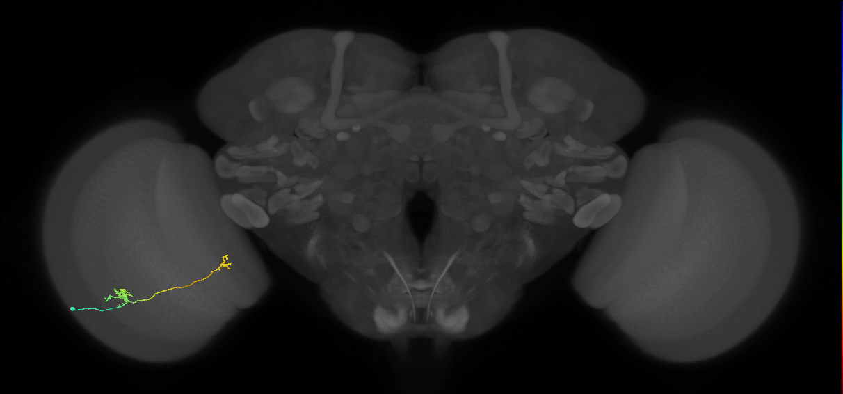 Tm29_L (MaleCNS:158695)