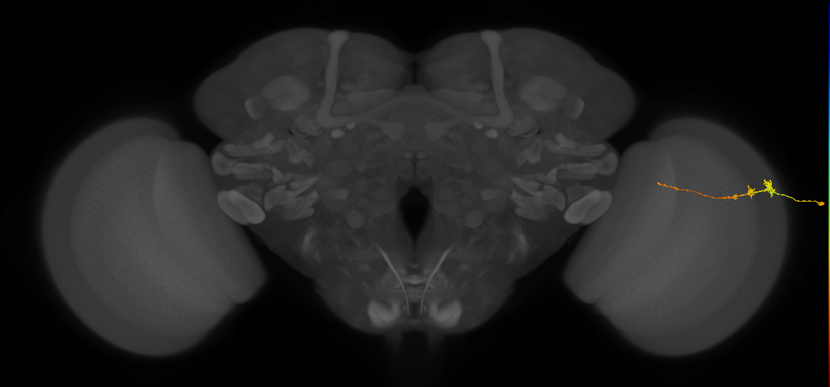Tm3_R (MaleCNS:87560)