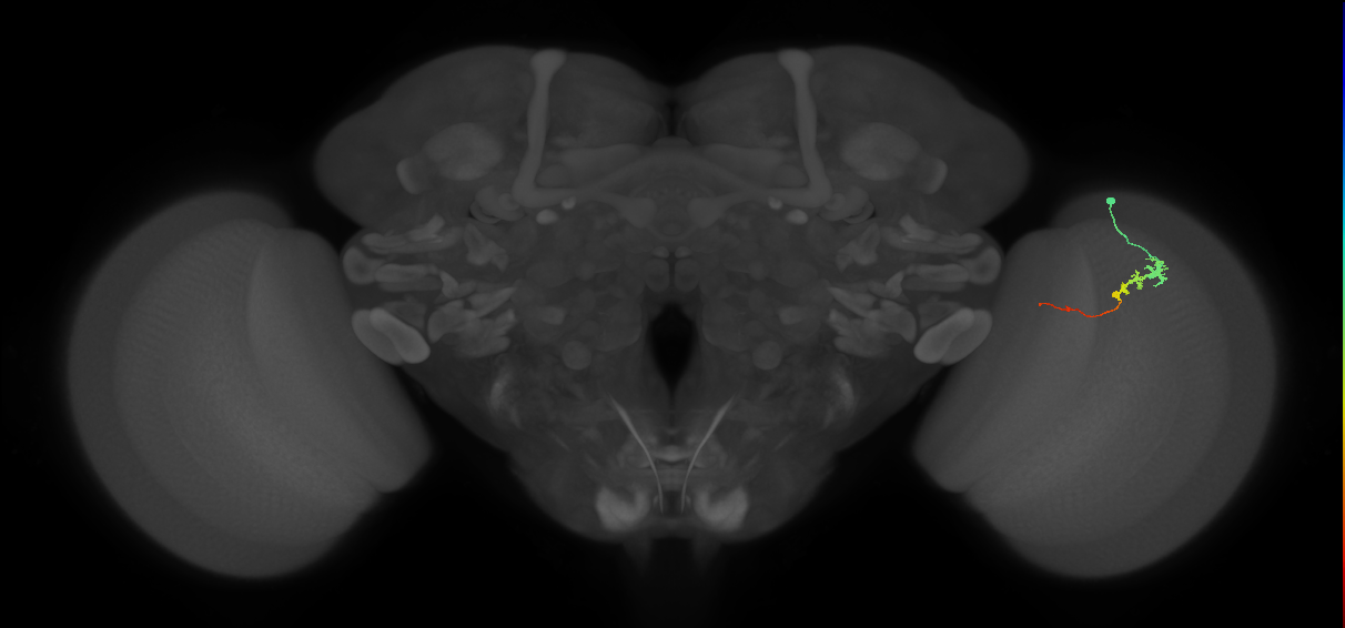 Tm3_R (MaleCNS:93159)