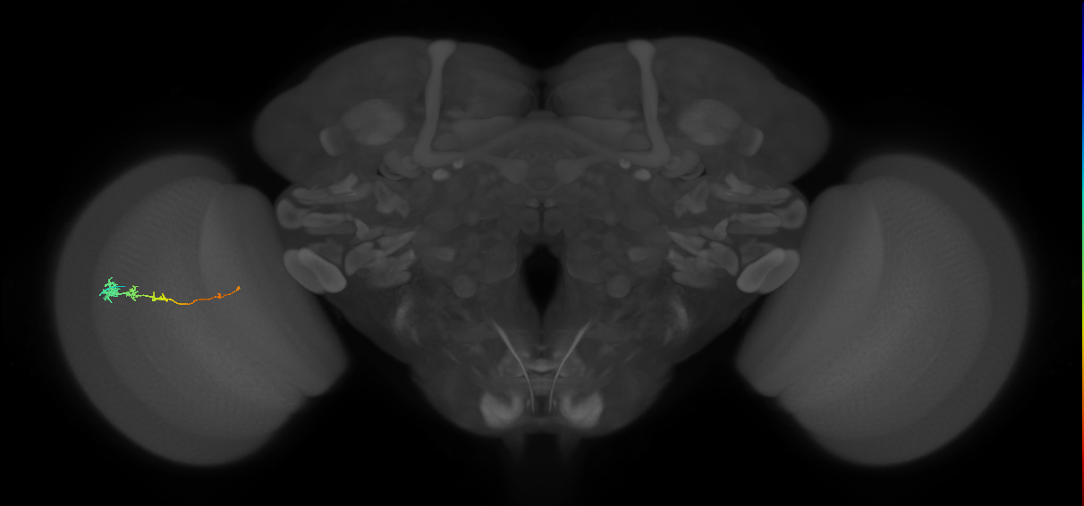Tm3_L (MaleCNS:523856)
