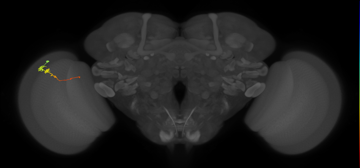 Tm3_L (MaleCNS:94162)
