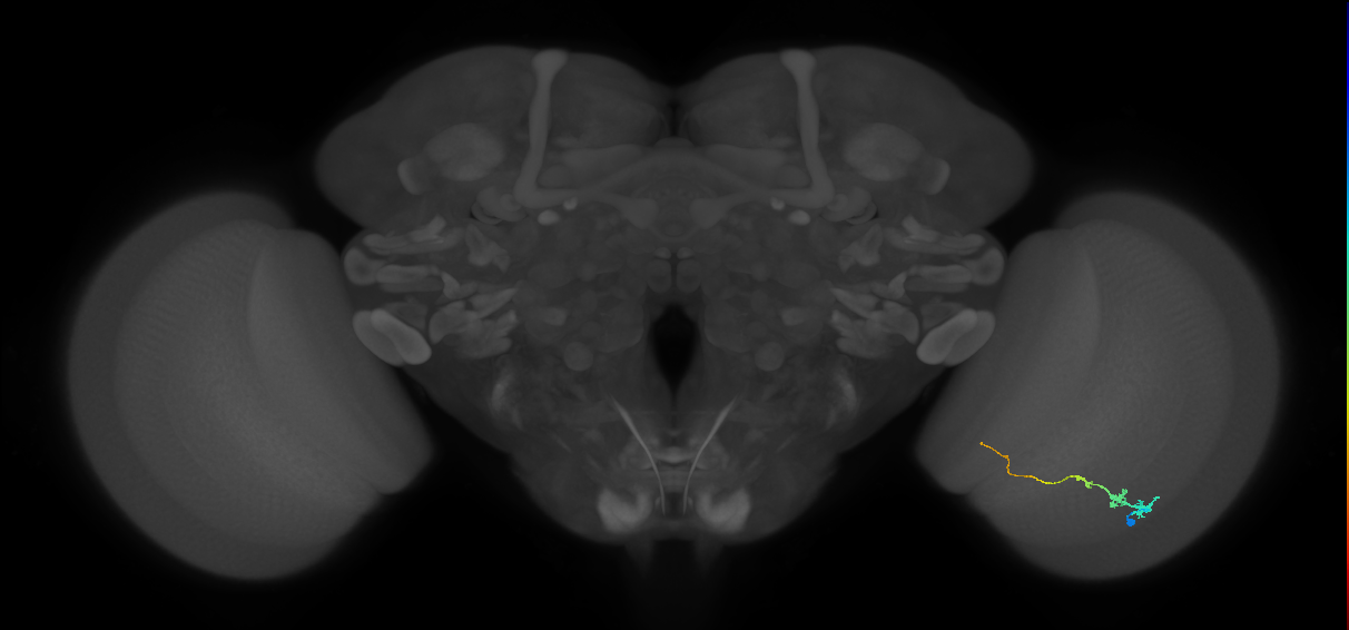 Tm3_R (MaleCNS:87923)