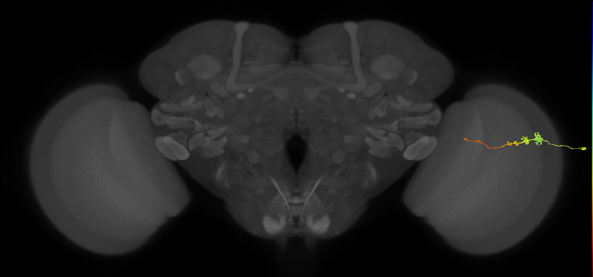 Tm3_R (MaleCNS:126702)