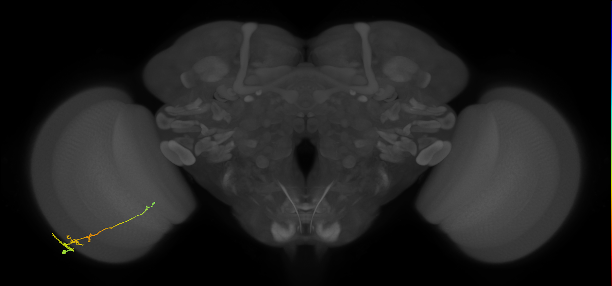 Tm3_L (MaleCNS:514373)