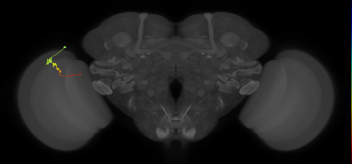 Tm3_L (MaleCNS:47488)