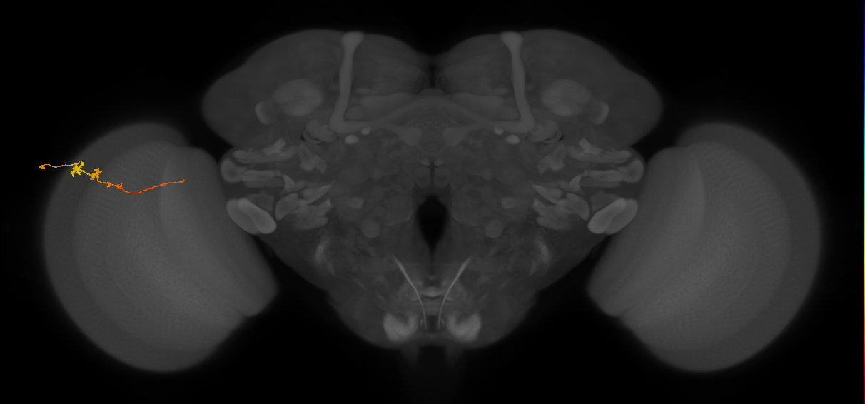 Tm3_L (MaleCNS:86517)