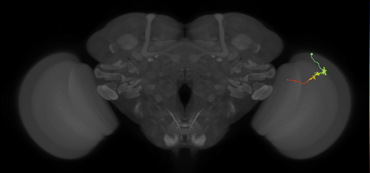 Tm3_R (MaleCNS:78910)
