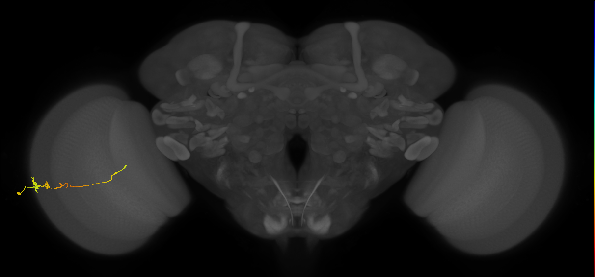 Tm3_L (MaleCNS:517084)