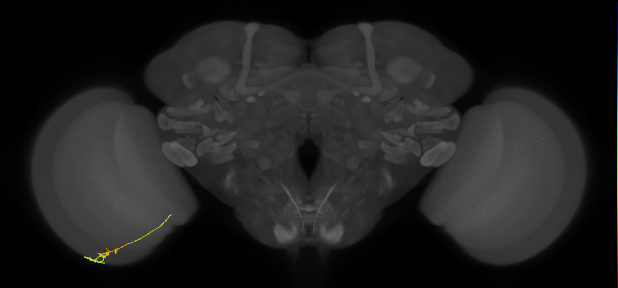 Tm3_L (MaleCNS:526108)