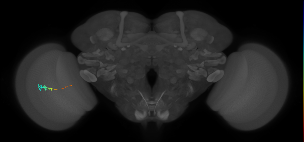 Tm3_L (MaleCNS:541507)
