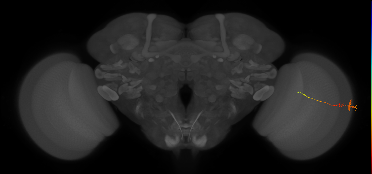 Tm3_R (MaleCNS:93936)