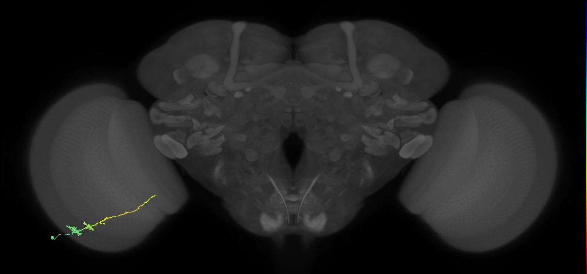 Tm3_L (MaleCNS:45650)