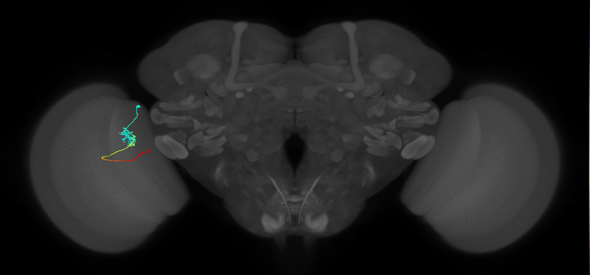 Tm3_L (MaleCNS:83690)