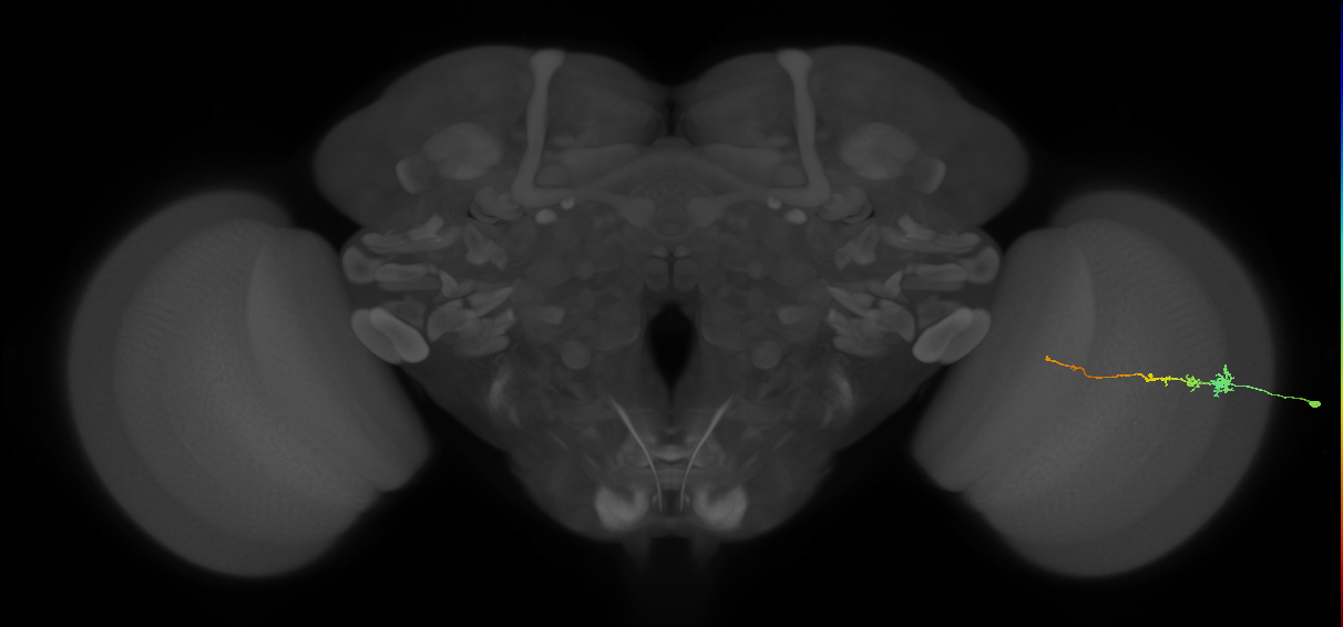 Tm3_R (MaleCNS:132834)