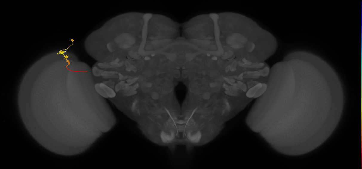Tm3_L (MaleCNS:575738)