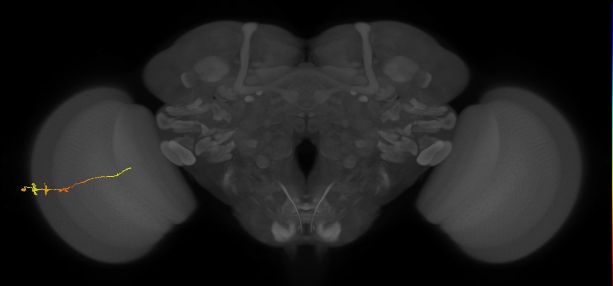 Tm3_L (MaleCNS:519428)