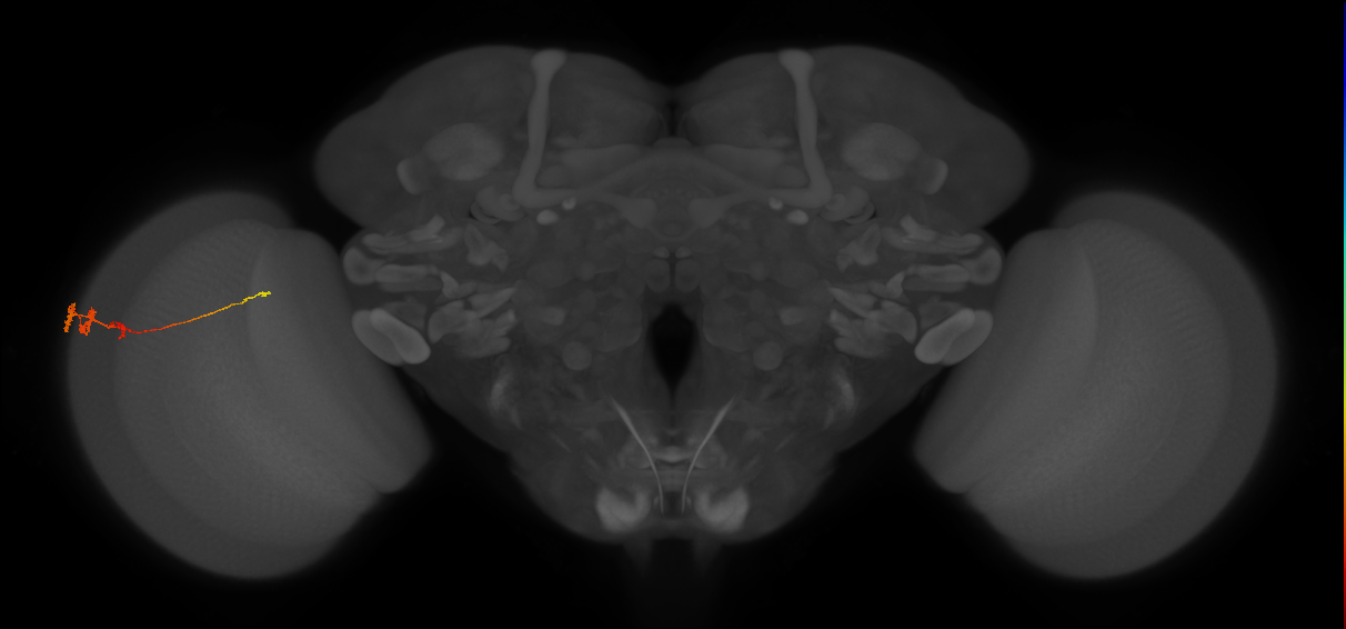 Tm3_L (MaleCNS:87485)