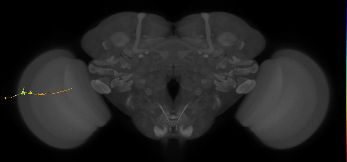 Tm3_L (MaleCNS:516024)