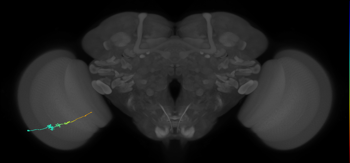 Tm3_L (MaleCNS:530639)