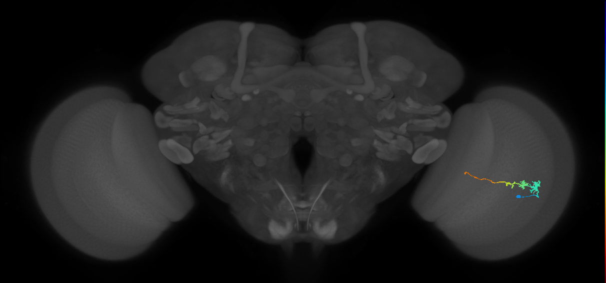 Tm3_R (MaleCNS:69380)