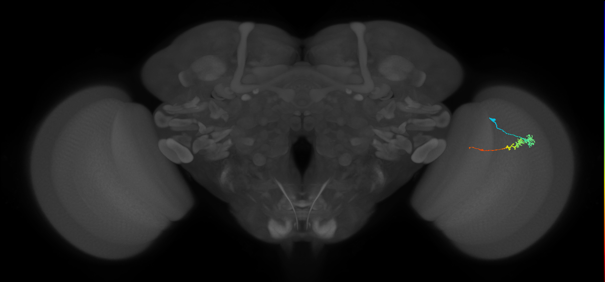 Tm3_R (MaleCNS:148827)