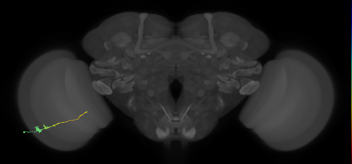 Tm3_L (MaleCNS:537998)