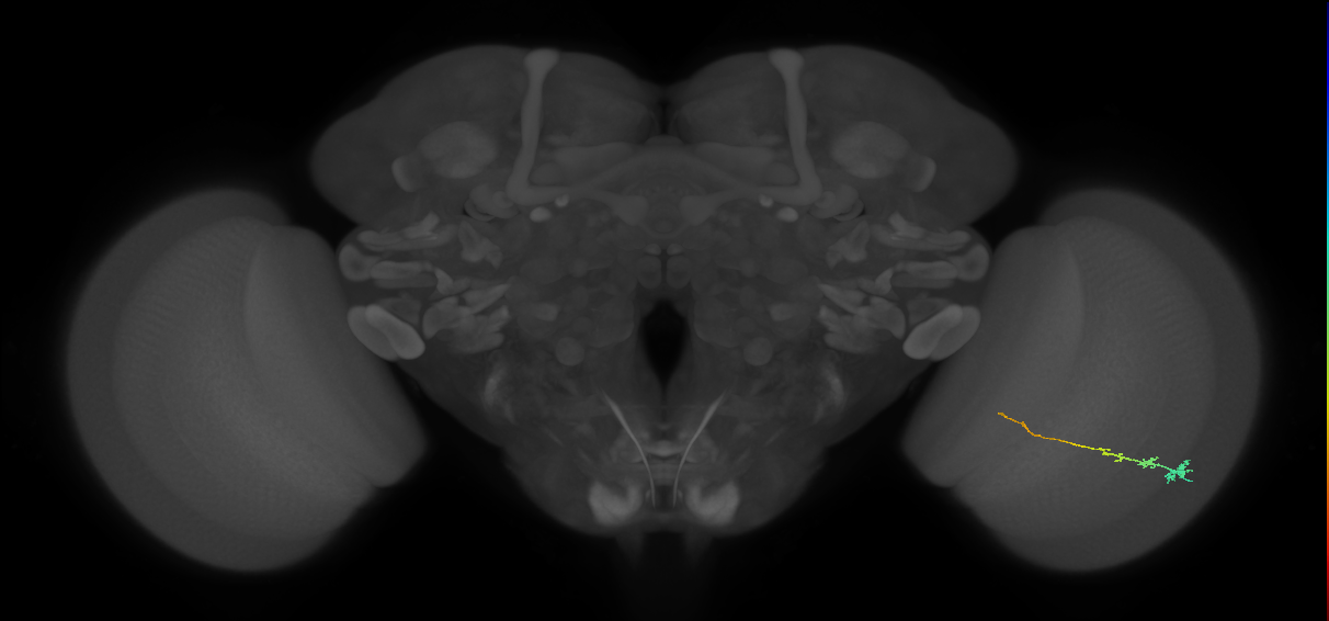 Tm3_R (MaleCNS:133965)