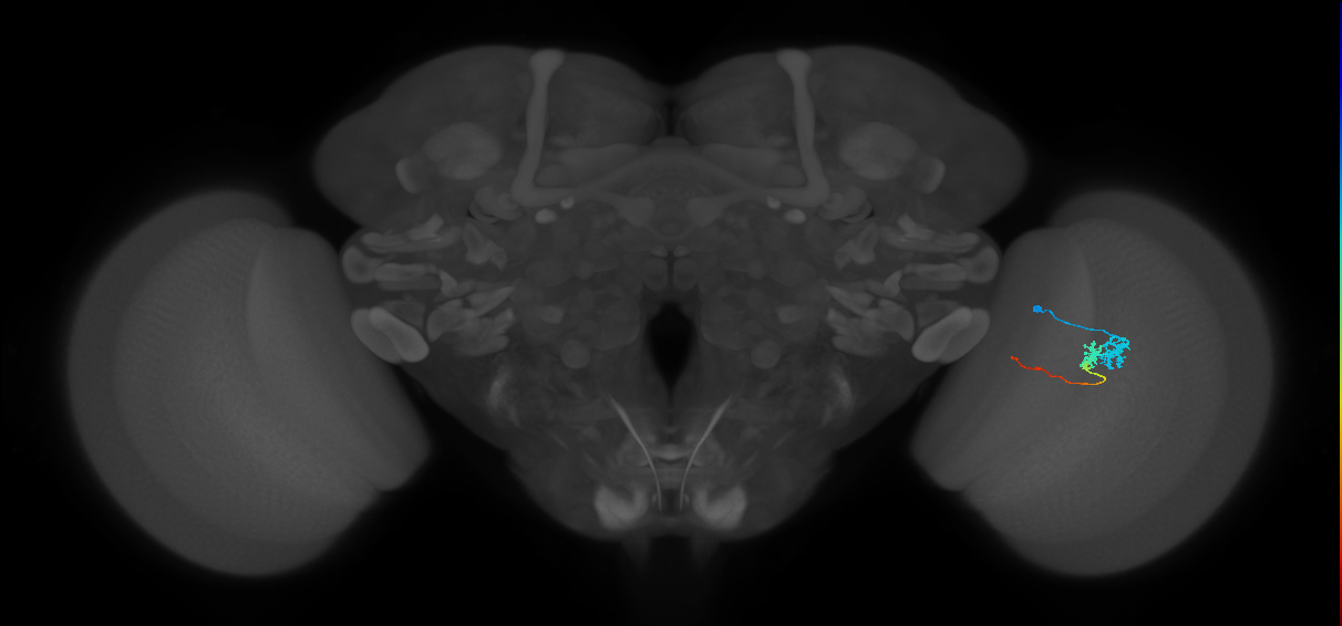 Tm3_R (MaleCNS:71652)