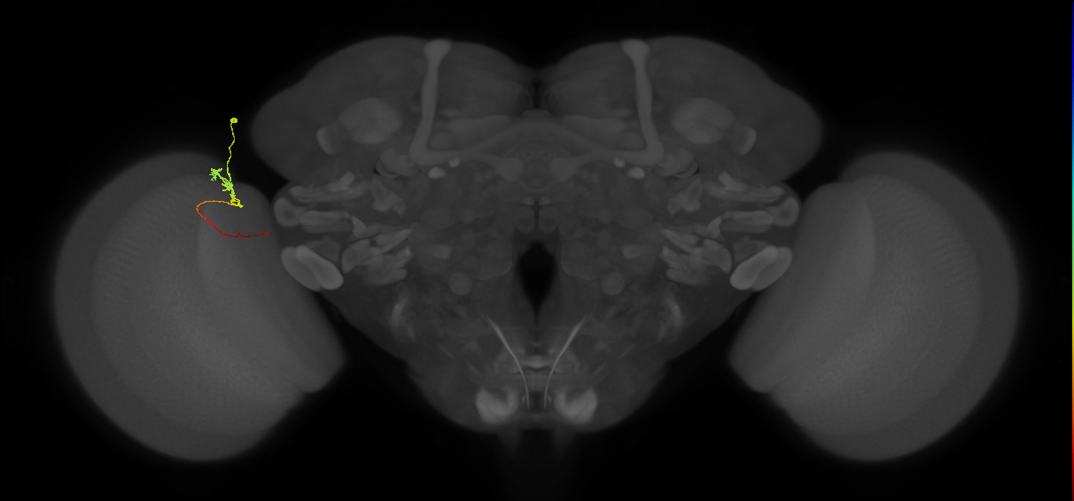Tm3_L (MaleCNS:114516)