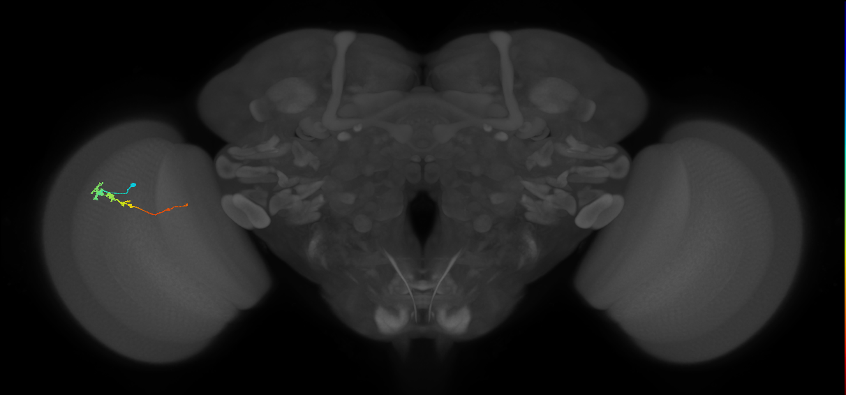 Tm3_L (MaleCNS:43519)