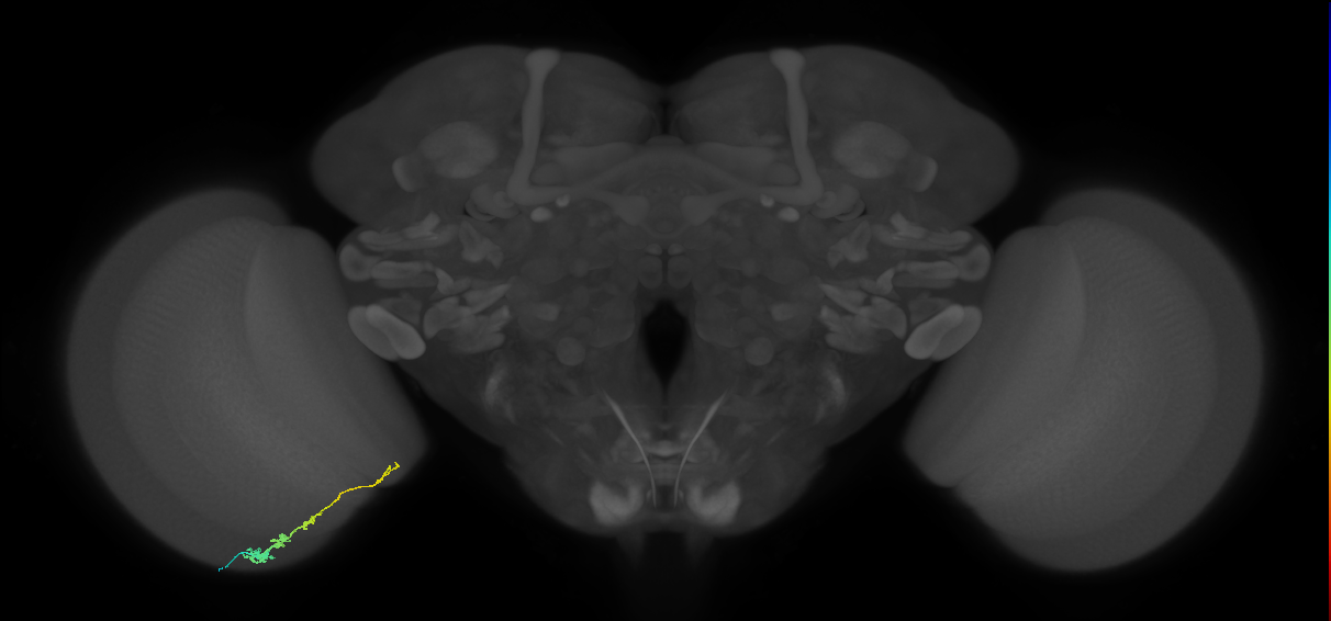 Tm3_L (MaleCNS:526930)