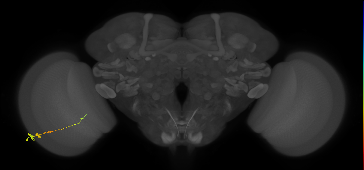 Tm3_L (MaleCNS:69212)