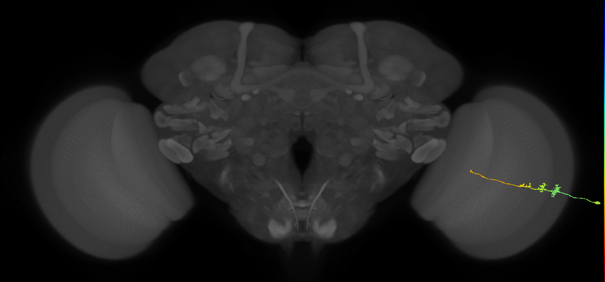 Tm3_R (MaleCNS:114850)