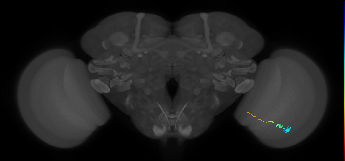 Tm3_R (MaleCNS:69697)