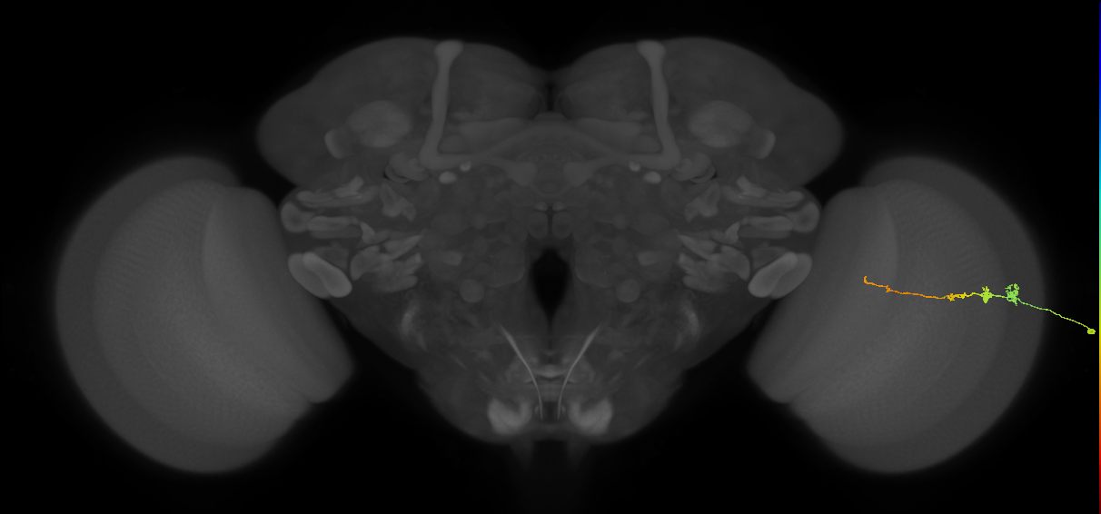 Tm3_R (MaleCNS:78848)
