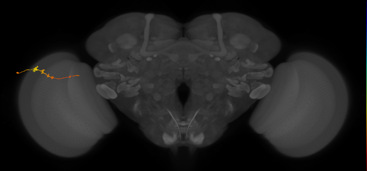 Tm3_L (MaleCNS:89389)